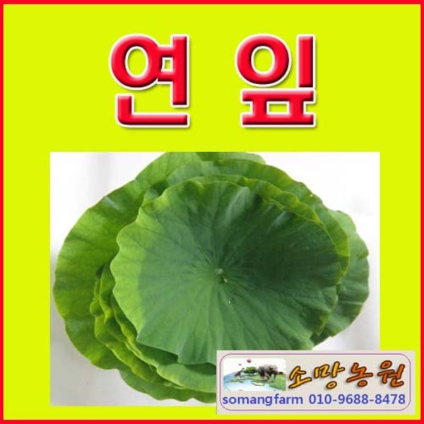 GK(소망)냉동 연잎(10장)/연잎판매/연잎파는곳/국내산